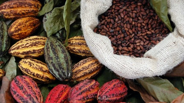 Cocoa shell - the chocolate gift