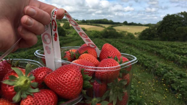 Fresh strawberry delivered farm Fruitygift